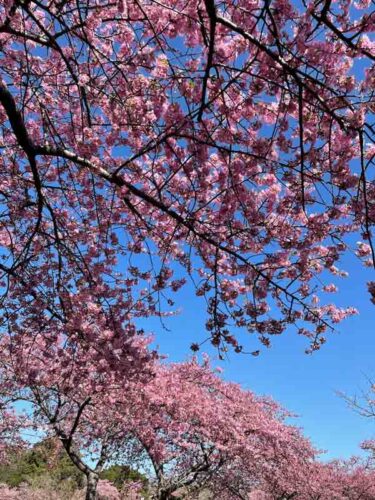 桜の花が満開！なばなの里でお散歩